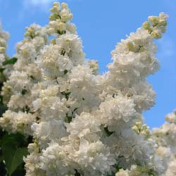 Syringa vulgaris alba